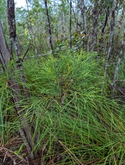 Casuarinaceae