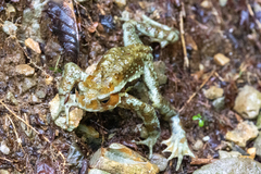 Bufo torrenticola