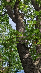 Quercus petraea