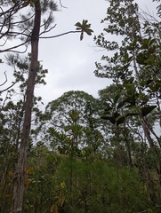 Casuarinaceae