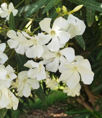 Nerium oleander