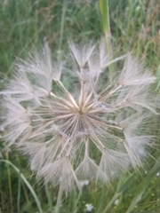 Tragopogon