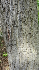 Quercus petraea