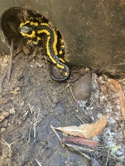 Salamandra salamandra