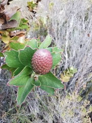 Leucospermum