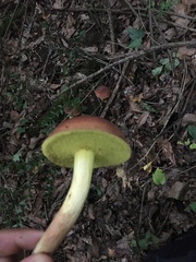 Xerocomus subtomentosus