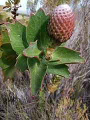 Leucospermum