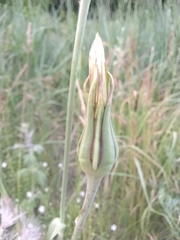 Tragopogon