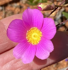 Calandrinia polyandra