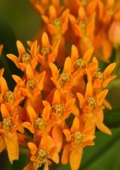 Asclepias tuberosa interior