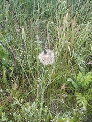 Tragopogon