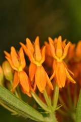 Asclepias tuberosa interior