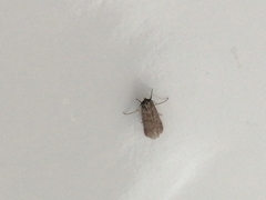 Insecta