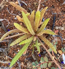 Calandrinia polyandra