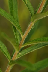 Asclepias tuberosa interior