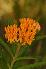 Asclepias tuberosa interior