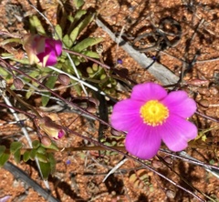 Calandrinia polyandra