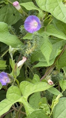 Ipomoea hederacea