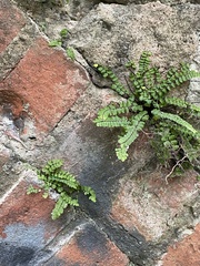 Asplenium trichomanes