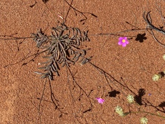 Calandrinia polyandra