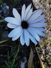 Dimorphotheca