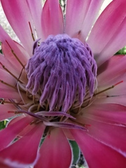 Protea compacta