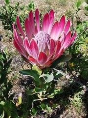 Protea compacta