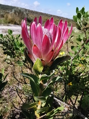 Protea compacta