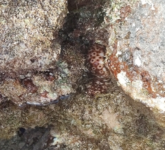 Holothuria sanctori