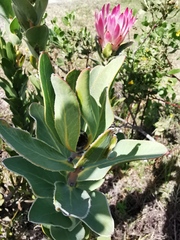 Protea compacta