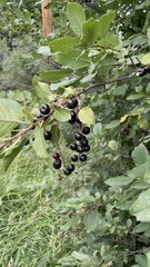 Prunus virginiana