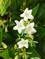 Abelia