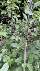 Prunus virginiana