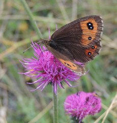 Erebia montanus