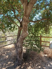 Quercus agrifolia