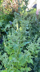 Chenopodiastrum hybridum