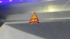 Pyrausta sanguinalis