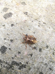 Pentatoma rufipes