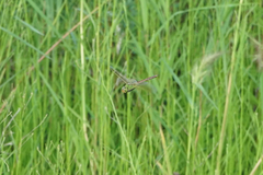Anax parthenope julius
