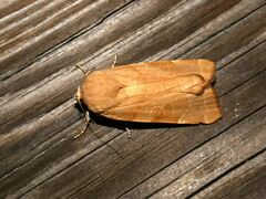 Noctua fimbriata