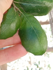 Quercus agrifolia