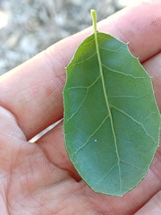 Quercus agrifolia