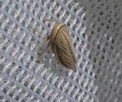 Athysanus argentarius