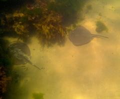Trygonoptera imitata