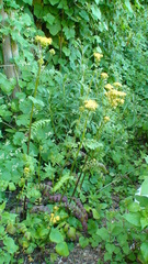 Packera sanguisorbae