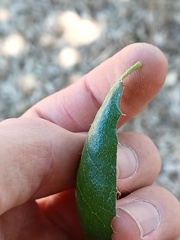 Quercus agrifolia