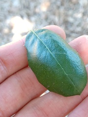 Quercus agrifolia