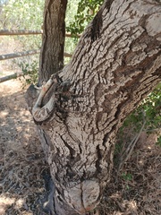 Quercus agrifolia