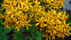 Packera sanguisorbae