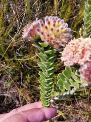 Leucospermum truncatulum